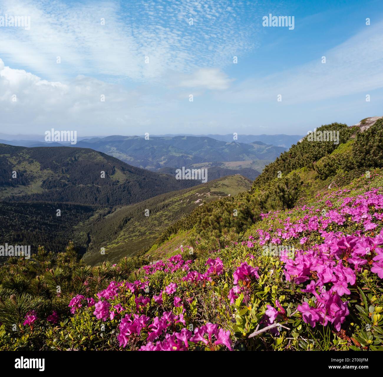 Pink rose rhododendron flowers on summer mountain slope Stock Photo