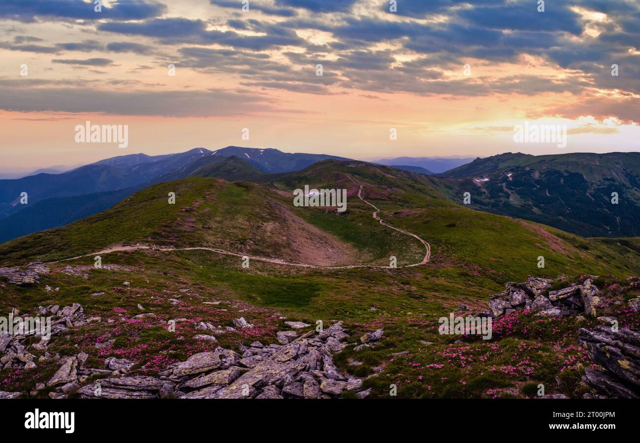 Rhododendron flowers on summer mountain slope Stock Photo