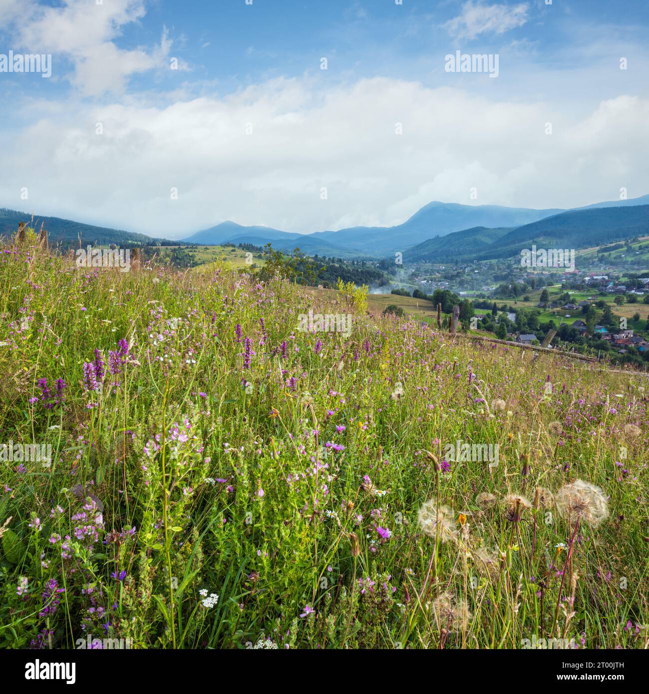 Carpathian mountain countryside summer meadows with beautiful wild flowers Stock Photo