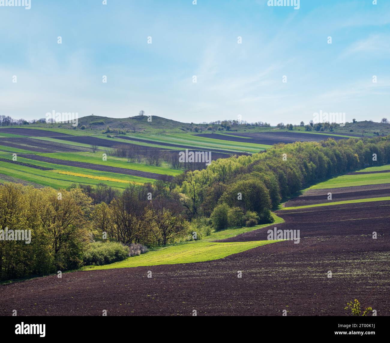 Spring rural landscape with fields, farmlands, village outskirts, flowering trees, hilly meadows. Chernivtsi region, Ukraine. Stock Photo