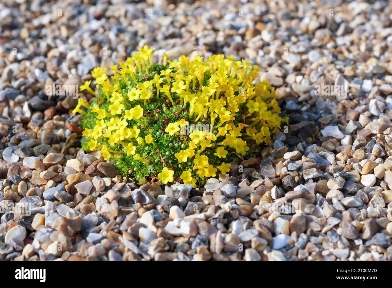 Dionysia tapetodes, small perennial cushion-shaped plant with bright yellow flowers Stock Photo