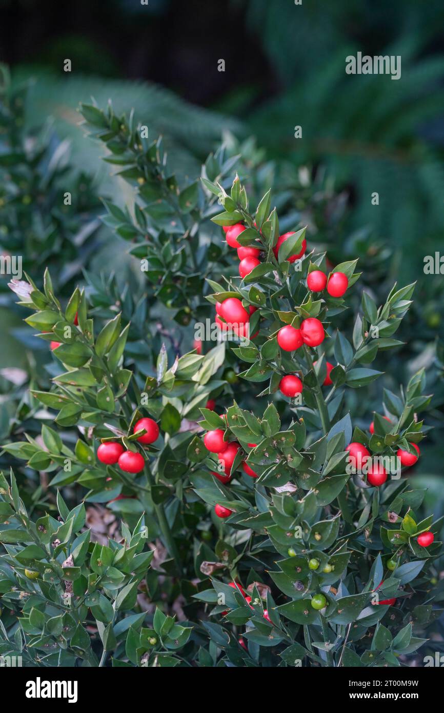Butcher's Broom, Ruscus aculeatus, red berries in winter, female plant, box holly, knee holly, Stock Photo