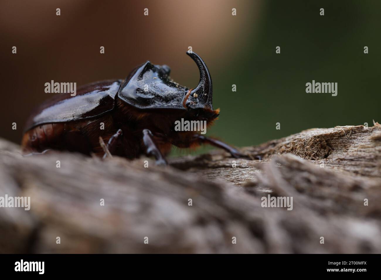 European rhinoceros beetle in nature. Live insect in the garden Stock ...