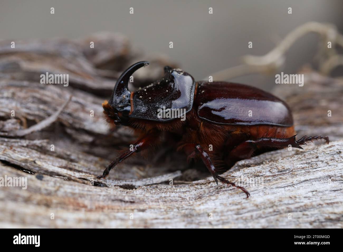 European rhinoceros beetle in nature. Live insect in the garden Stock ...