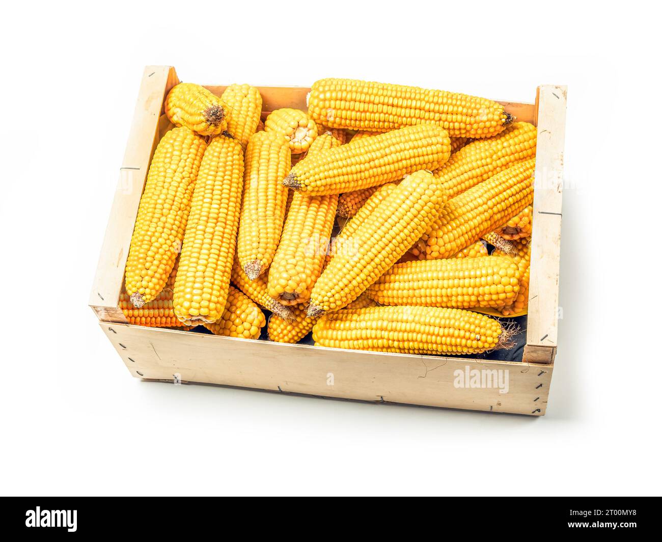 Pile of husked sweet corn cobs in wooden crate shot on white Stock Photo