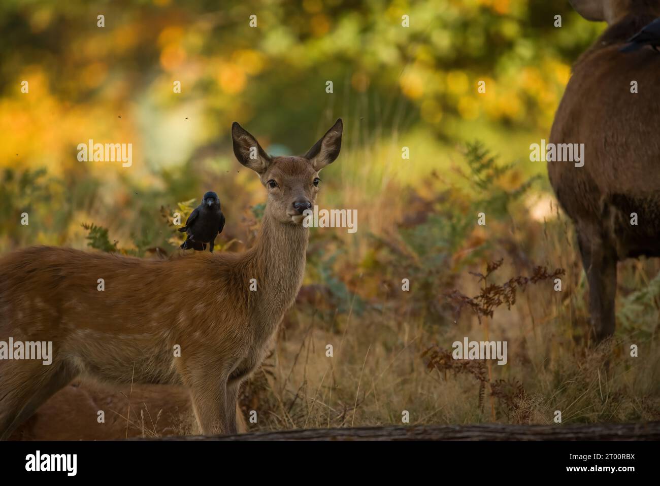 The friendship of a crow and a baby deer MIDDLESEX ENDEARING images show a crow using the head of an adorable red deer like a lookout post.    These p Stock Photo