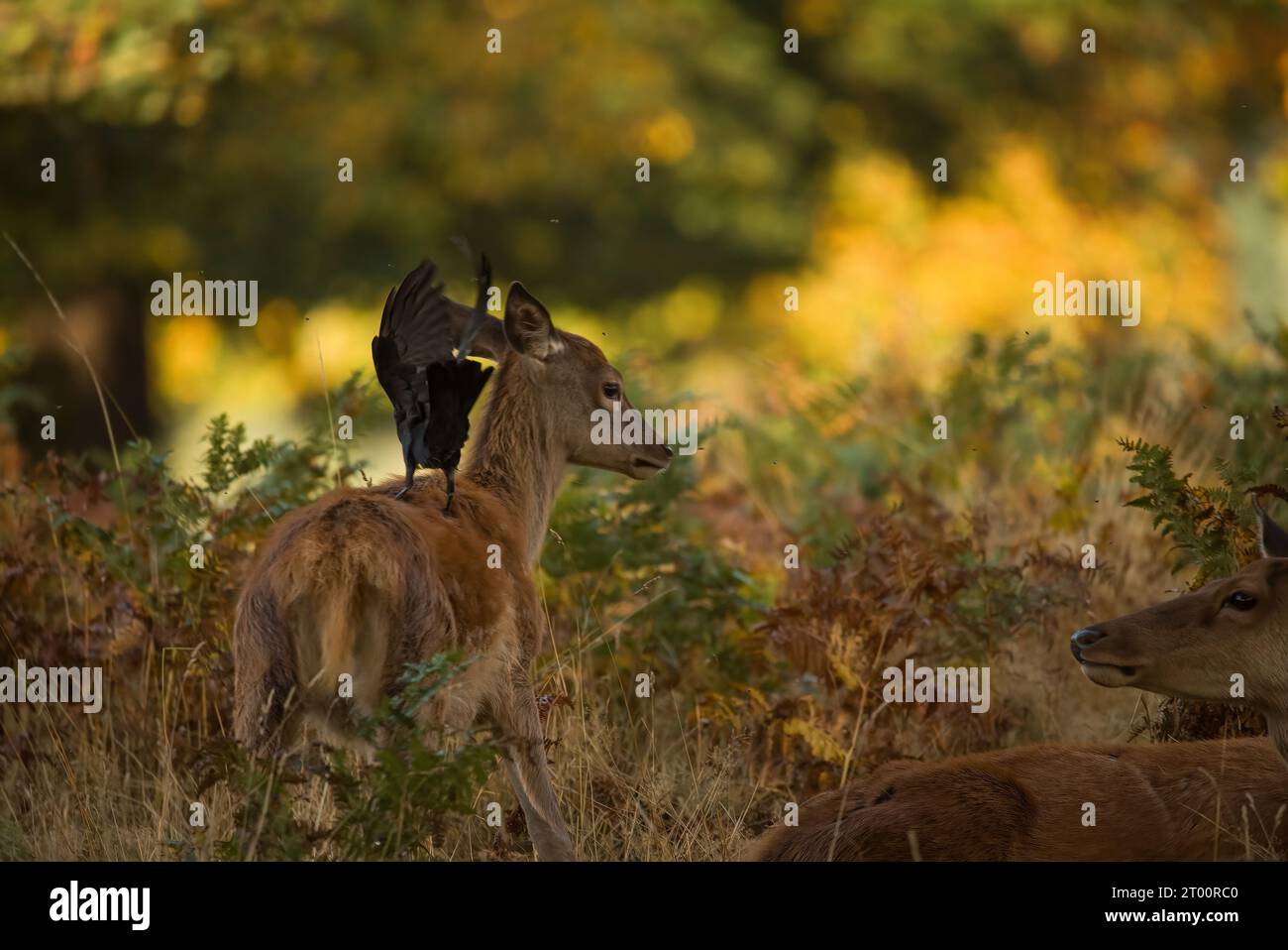 Baby deer in the wild with a crow on top MIDDLESEX ENDEARING images