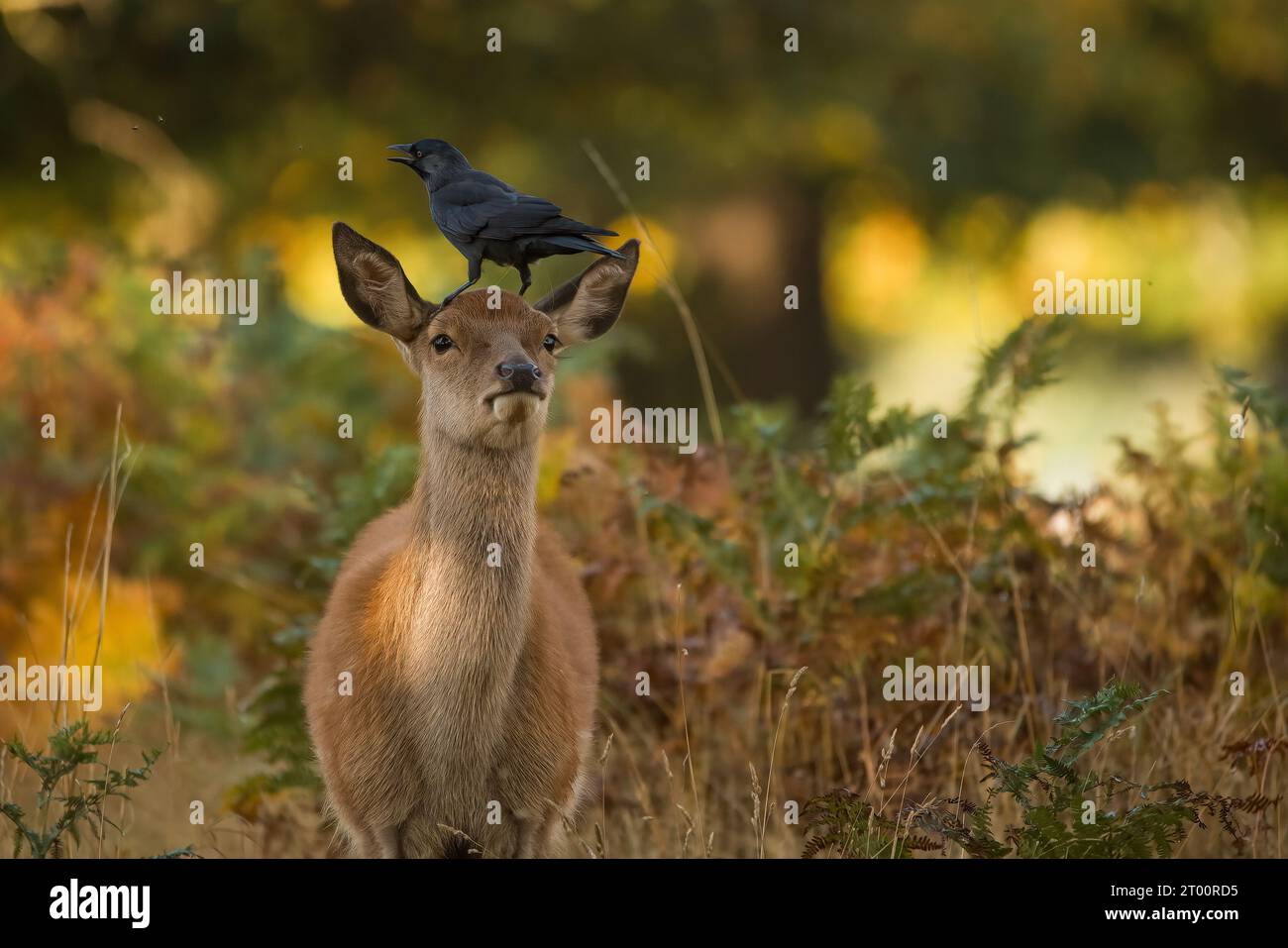 Crow on its deer lookout post MIDDLESEX ENDEARING images show a crow using the head of an adorable red deer like a lookout post.    These pictures, sn Stock Photo