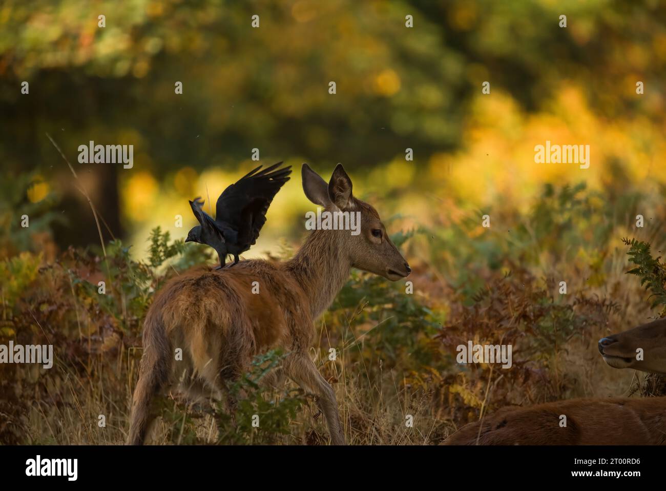 Crow and a deer playing together MIDDLESEX ENDEARING images show a crow using the head of an adorable red deer like a lookout post.    These pictures, Stock Photo