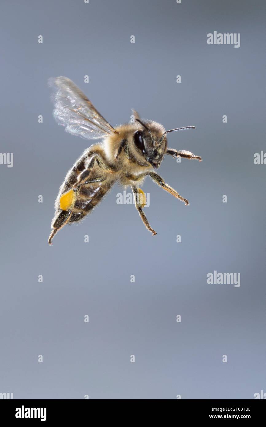 Honigbiene, Honig-Biene, Europäische Honigbiene, Westliche Honigbiene, Flug, fliegend, Pollenhöschen, Biene, Bienen, Apis mellifera, Apis mellifica, h Stock Photo
