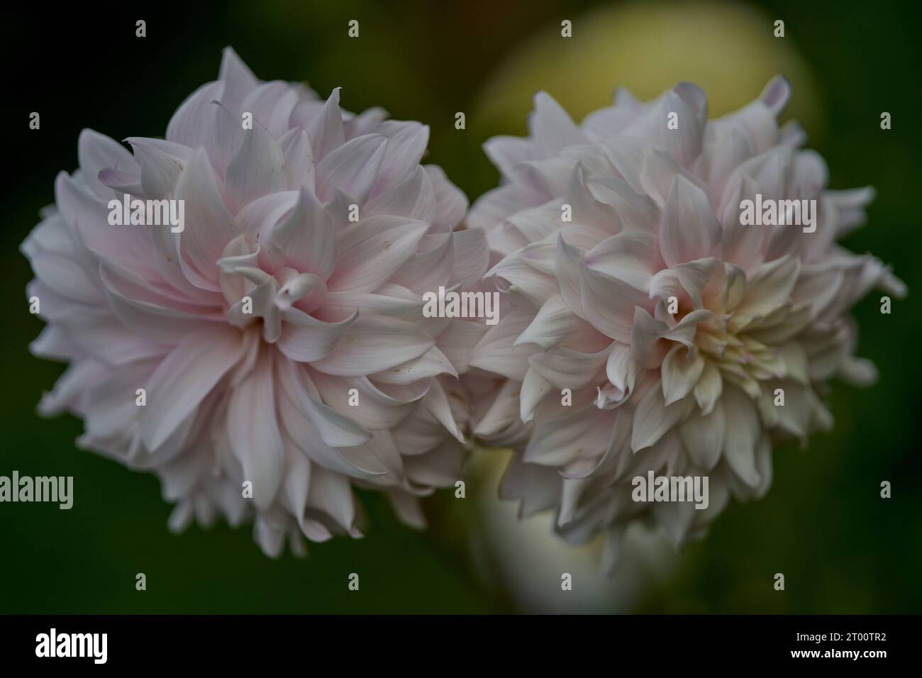 Blooming lush colorful dahlia flower close up Stock Photo - Alamy