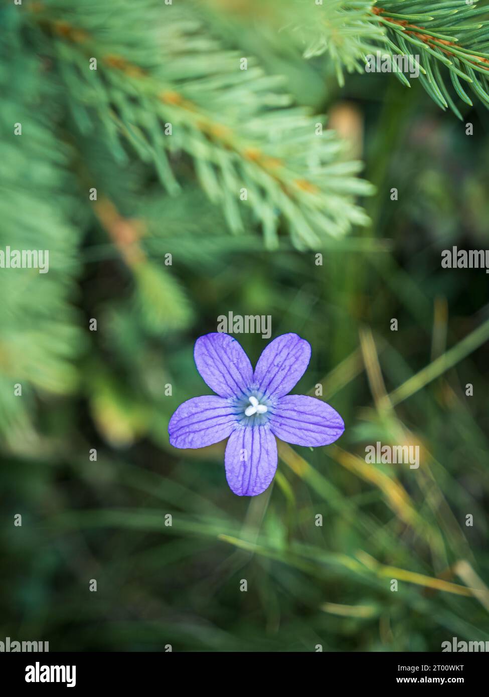 Purple venus' looking-glass flower blooming in grass pine tree branch background Stock Photo