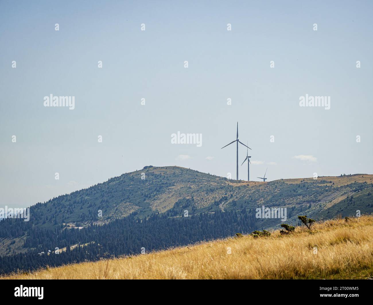 Wind turbines on a golden hill during summer, green renewable energy