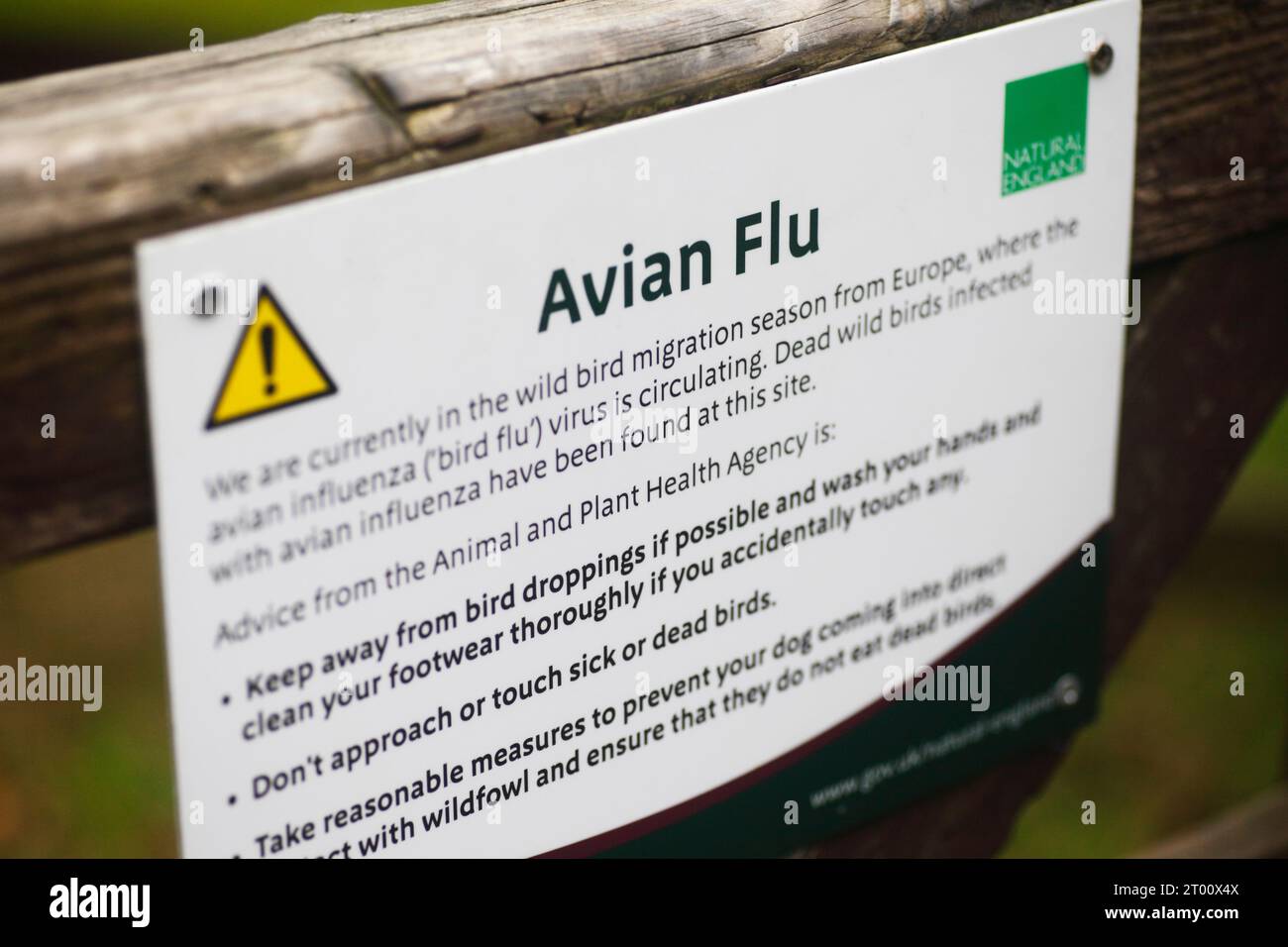 Avian flu information and warning sign. Stock Photo