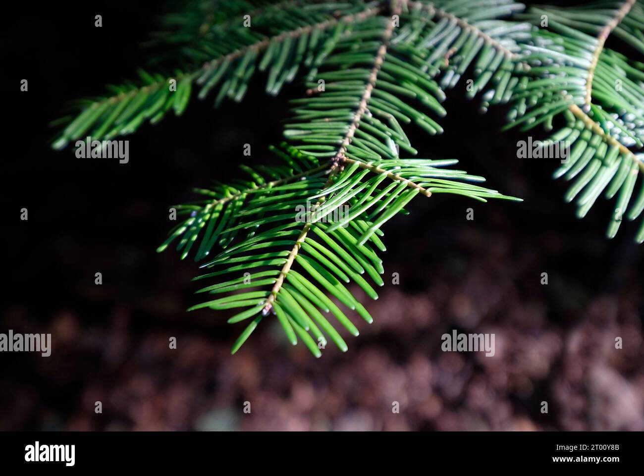 close up of norway spruce pine needles Stock Photo