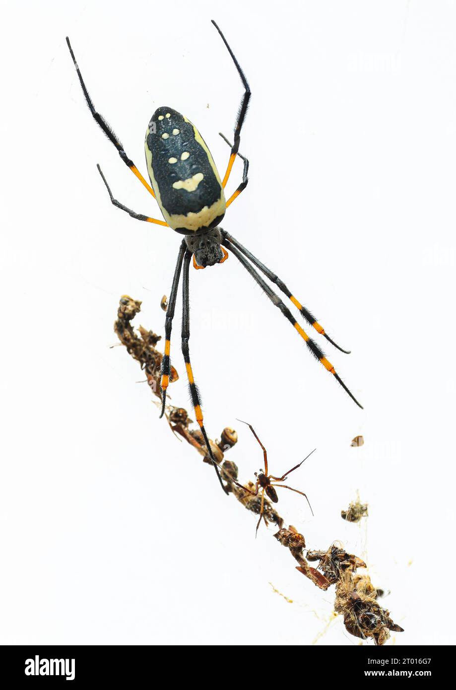 A female Golden Orb Spider with her very much smaller potential mate. If he's not careful, she'll eat him! Stock Photo