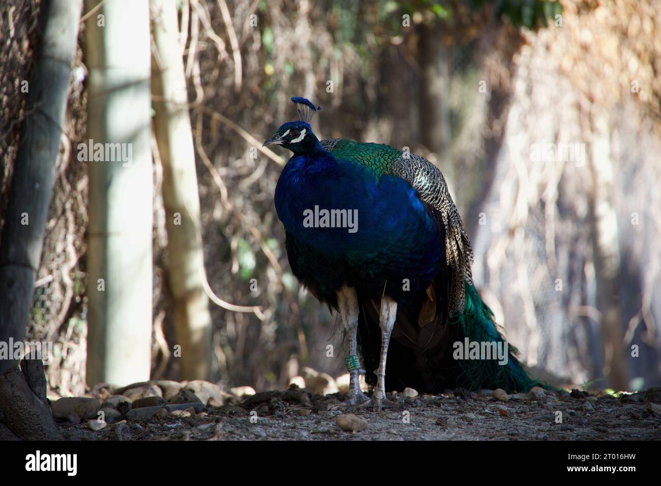 Featheredbeauty hi-res stock photography and images - Alamy