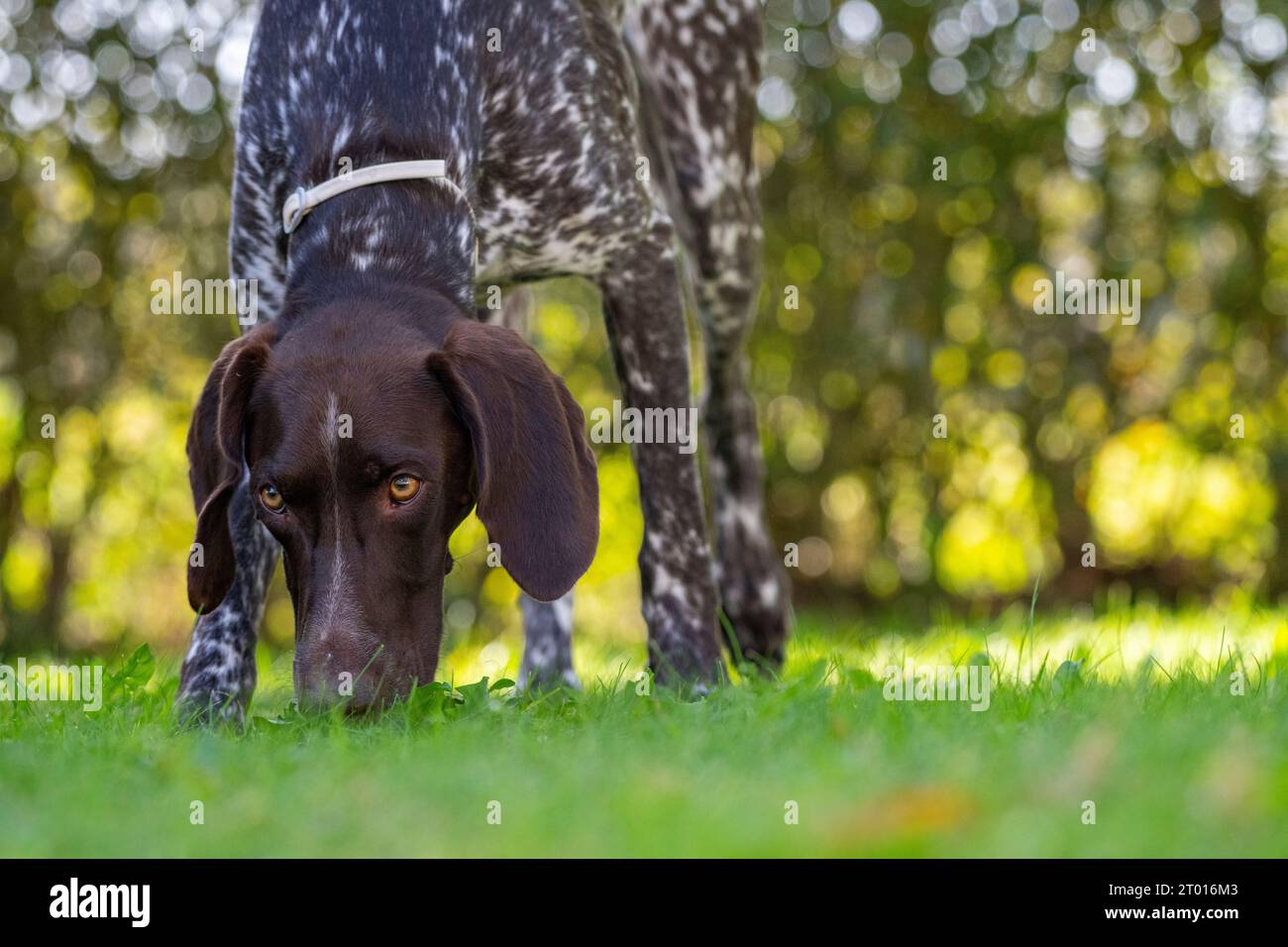 German Shorthaired Pointer  - Gundog Stock Photo
