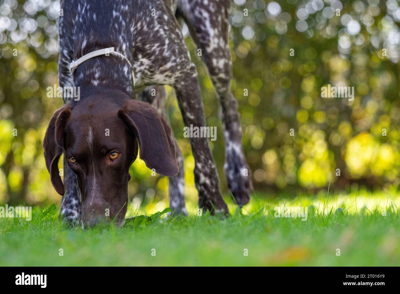 German Shorthaired Pointer  - Gundog Stock Photo