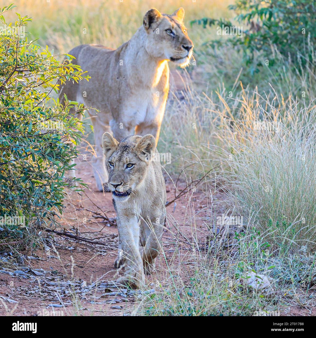 A female Lion with her cub searching for the pride Stock Photo - Alamy
