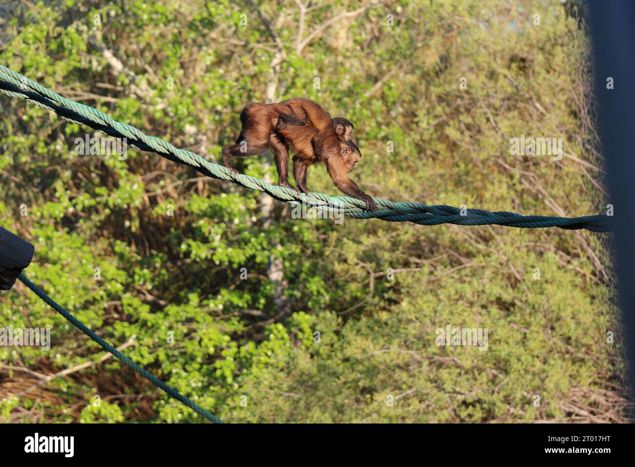 Monkey walking on a rope with baby monkey in Madrid zoo Stock Photo