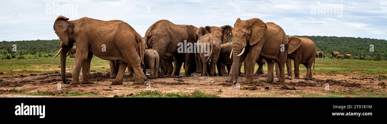 Elefanten South Afrika Family Stock Photo