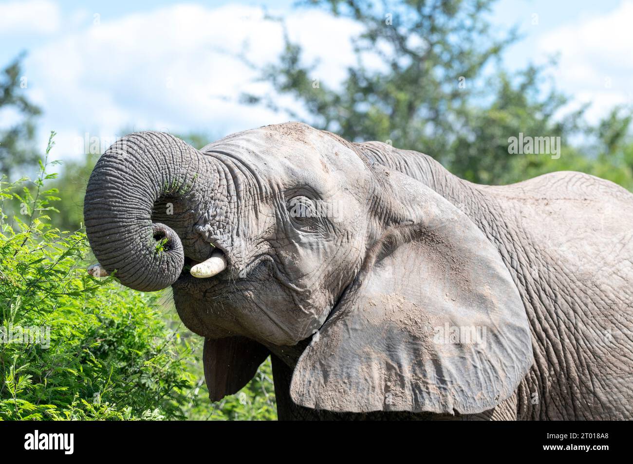 Elefant south Afrika Stock Photo