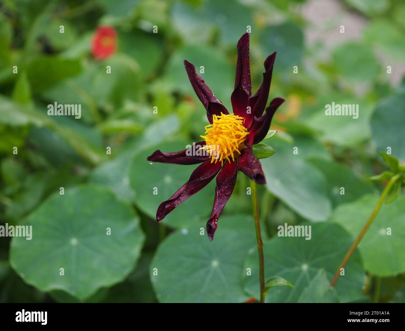 Close up of a Honka black dahlia 'Verrone's Obsidian' flower with dark cartwheel petals growing in a garden in late summer / early autumn in Britain Stock Photo
