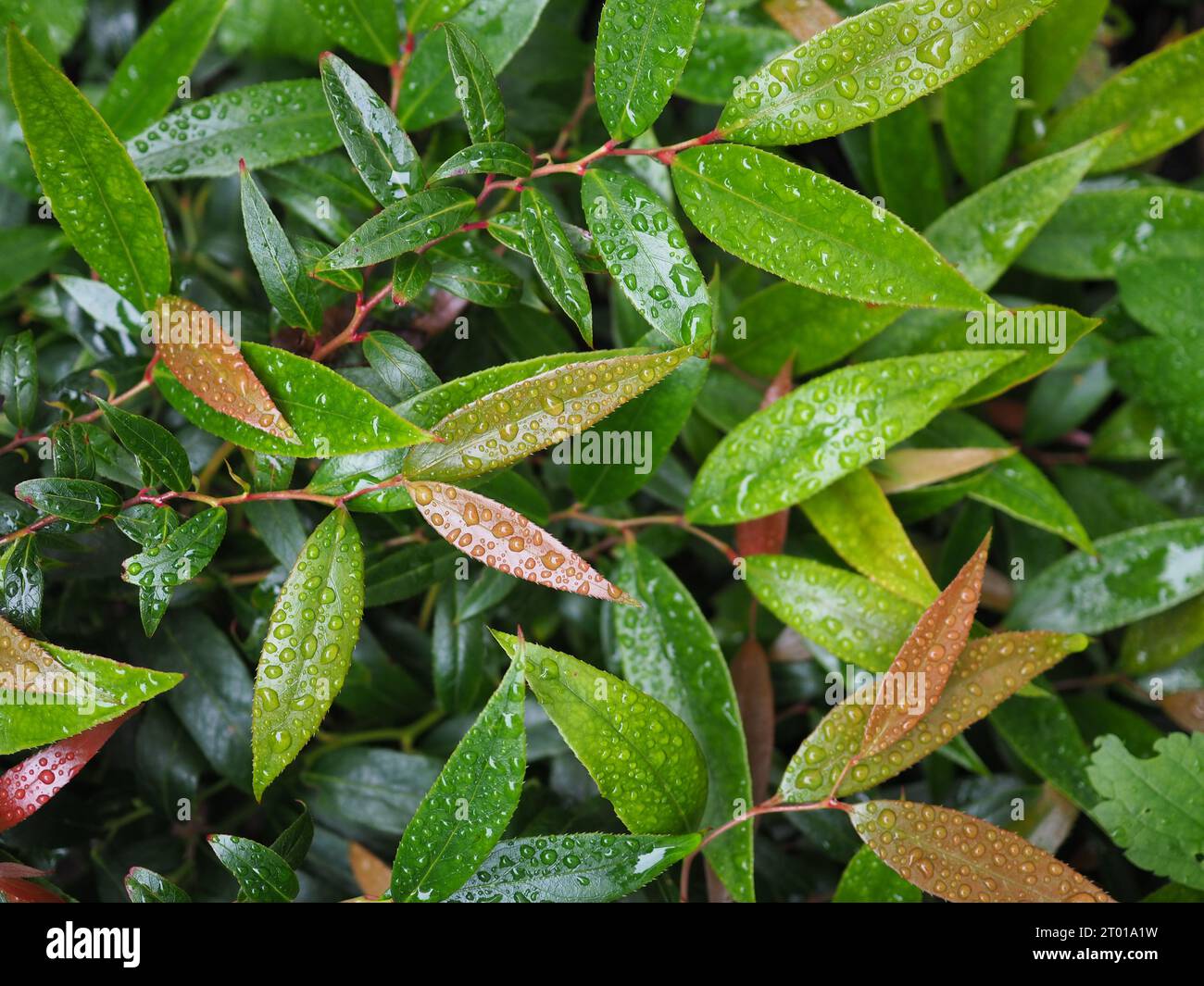 Close up of the rain wet leaves of the Leucothoe keiskei 'Burning Love' evergreen plant, showing the foliage in red and green shades Stock Photo