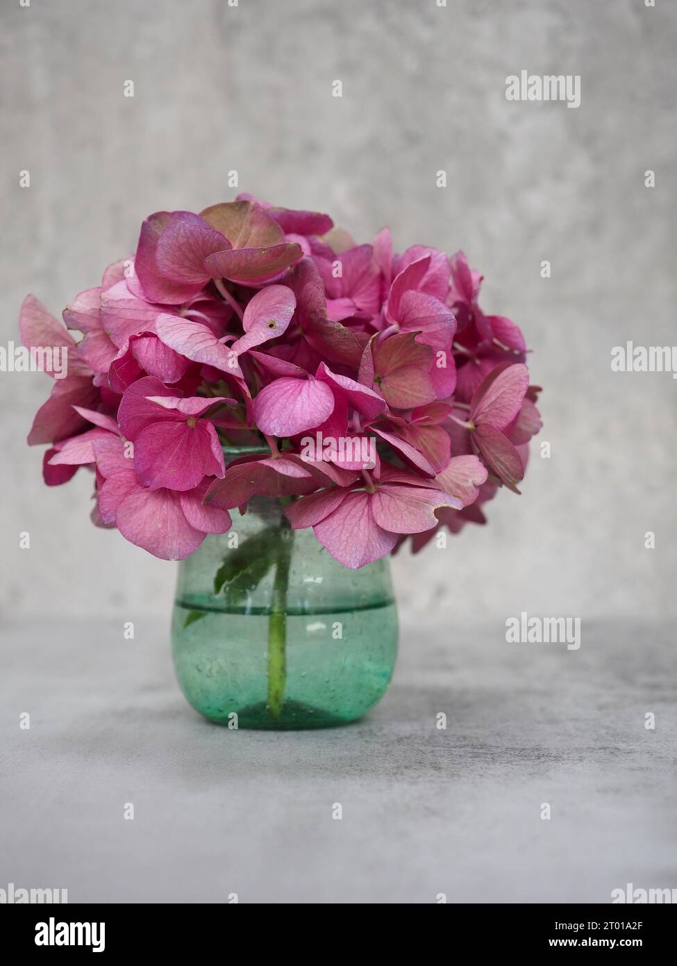 Close up of a pink hydrangea flowerhead in a green vase against a plain grey marble background Stock Photo