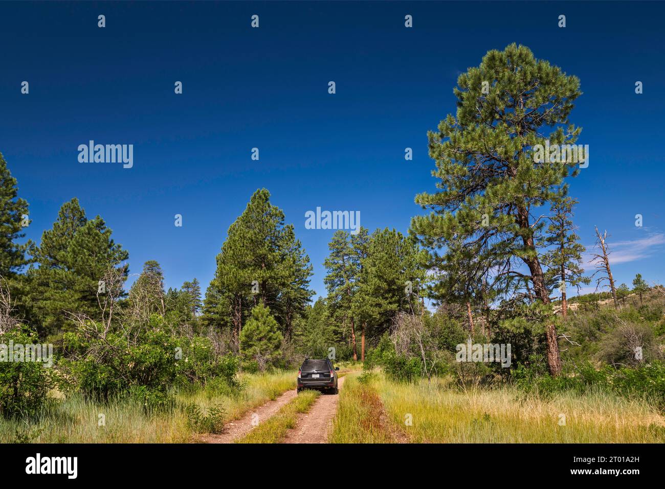 Forest Road 232 in Kaibab National Forest, to Indian Hollow Campground ...