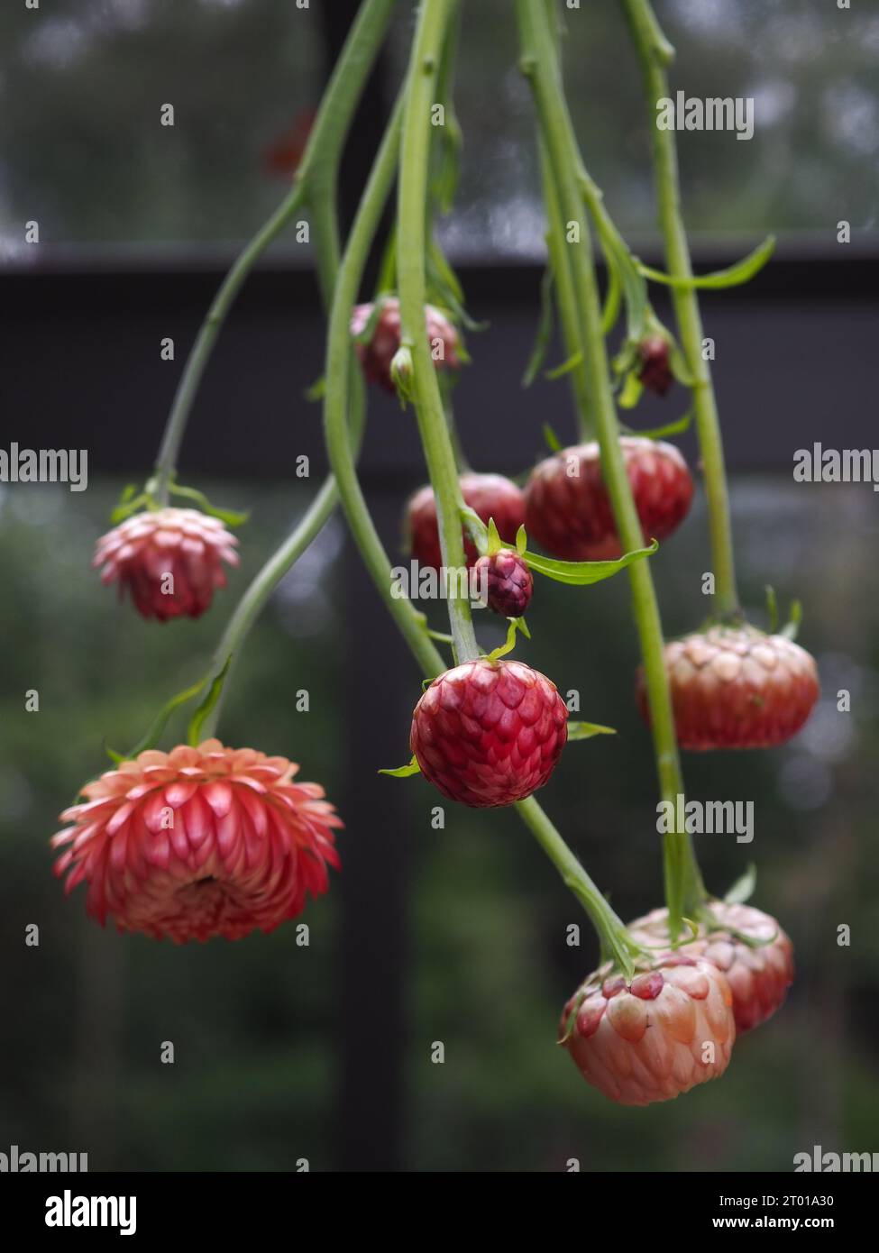 Hanging Xerochrysum bracteatum (Helichrysum) strawflowers or everlasting flowers to dry for floral arrangements in a greenhouse Stock Photo