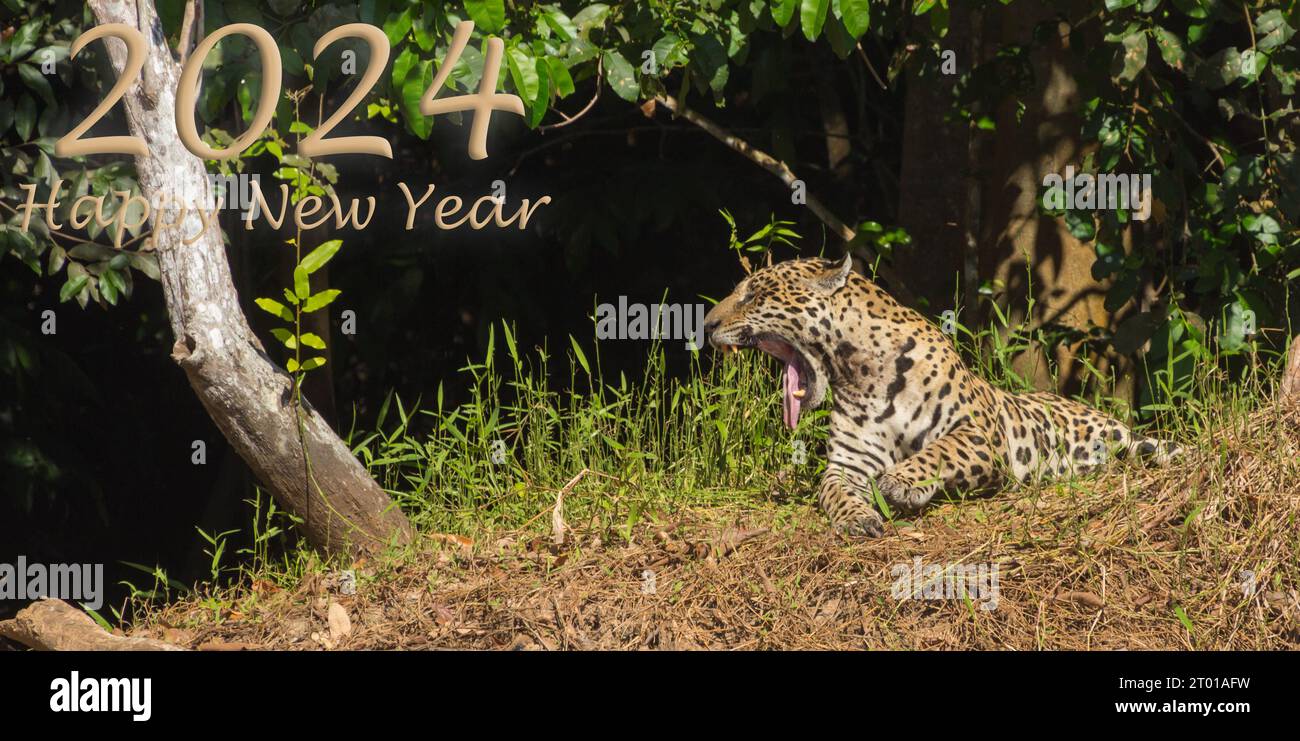 Happy New Year 2024, Jaguar, Wildlife, Pantanal, Brazil, Animal, Tired Stock Photo