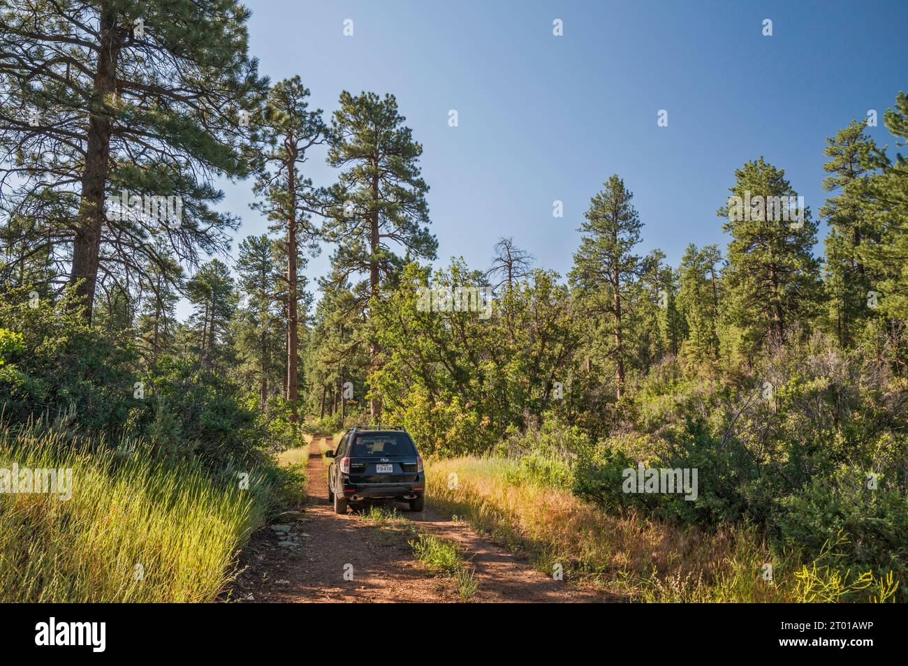 Indian forest road hi-res stock photography and images - Alamy