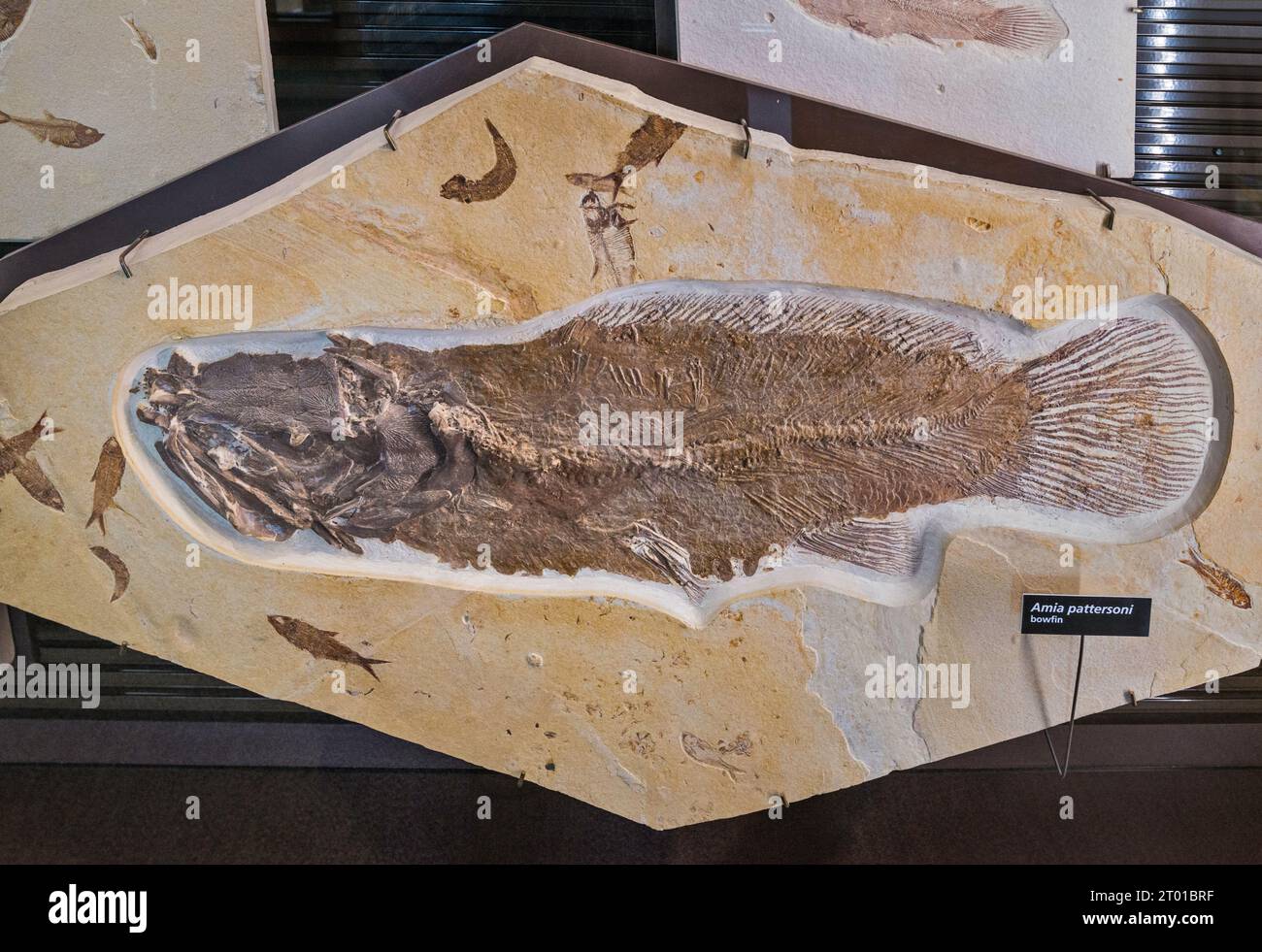 Amia pattersoni, extinct fish, fossil exhibit on display at visitor center at Fossil Butte National Monument, Wyoming, USA Stock Photo