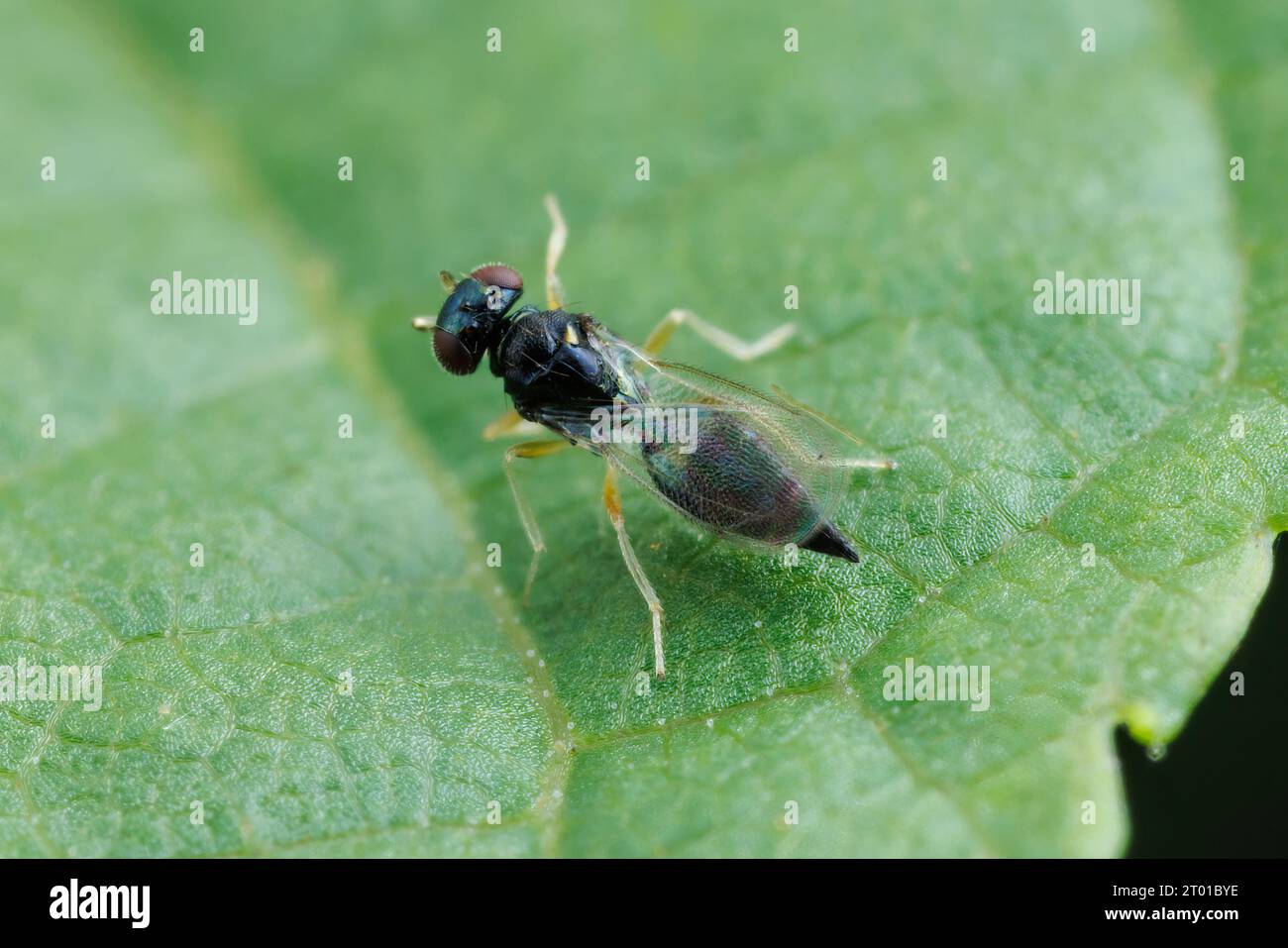Eulophid Wasp (Horismenus sp.) Stock Photo