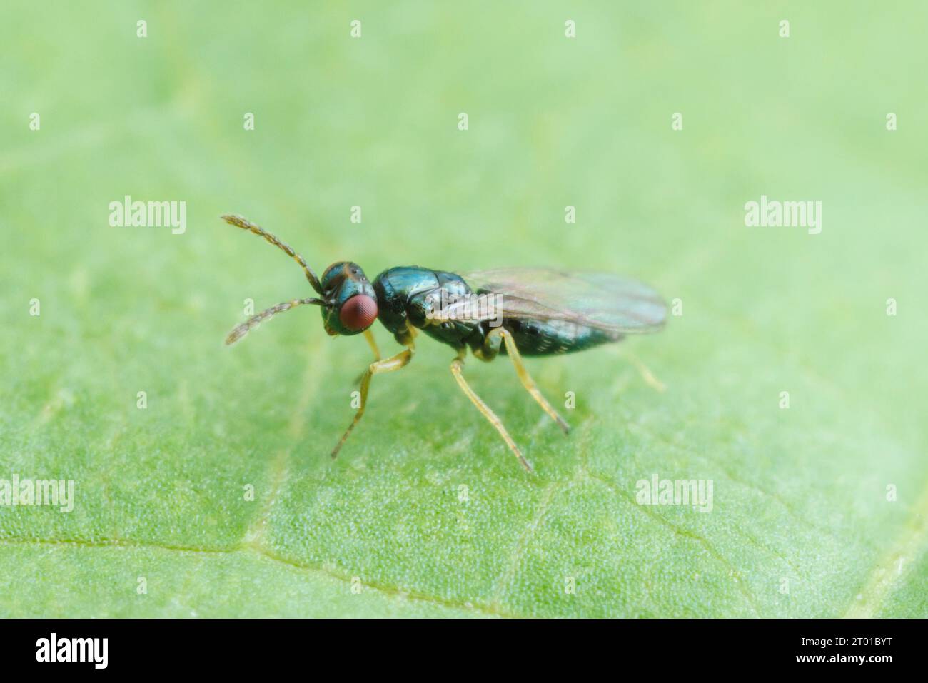 Eulophid Wasp (Eulophidae) Stock Photo