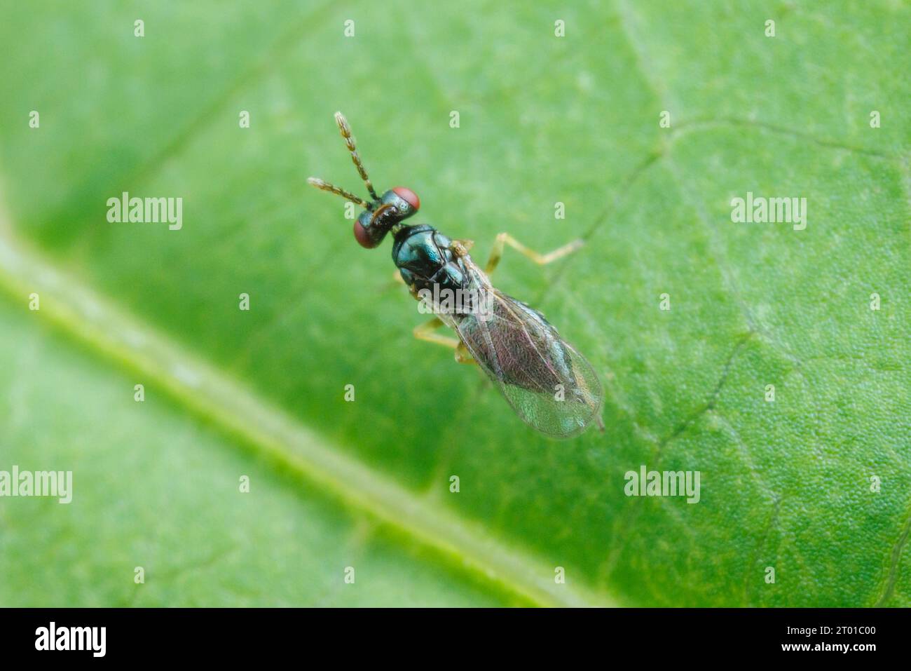 Eulophid Wasp (Eulophidae) Stock Photo