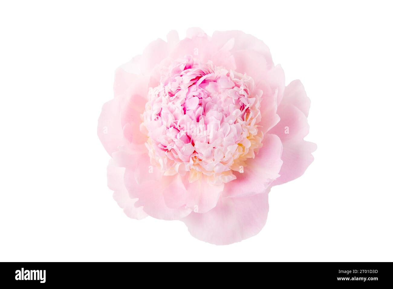 Pink peony isolated on white background Stock Photo - Alamy
