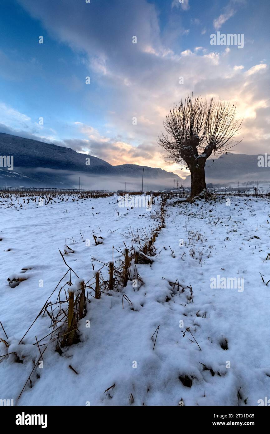 A tree among the snow-covered fields of Lomaso. Campo Lomaso, Giudicarie, Trentino, Italy. Stock Photo