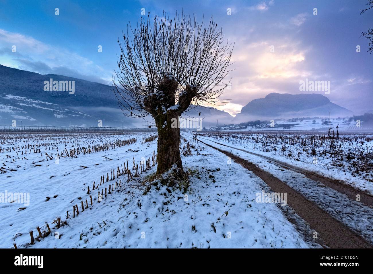 A tree among the snow-covered fields of Lomaso. Campo Lomaso, Giudicarie, Trentino, Italy. Stock Photo