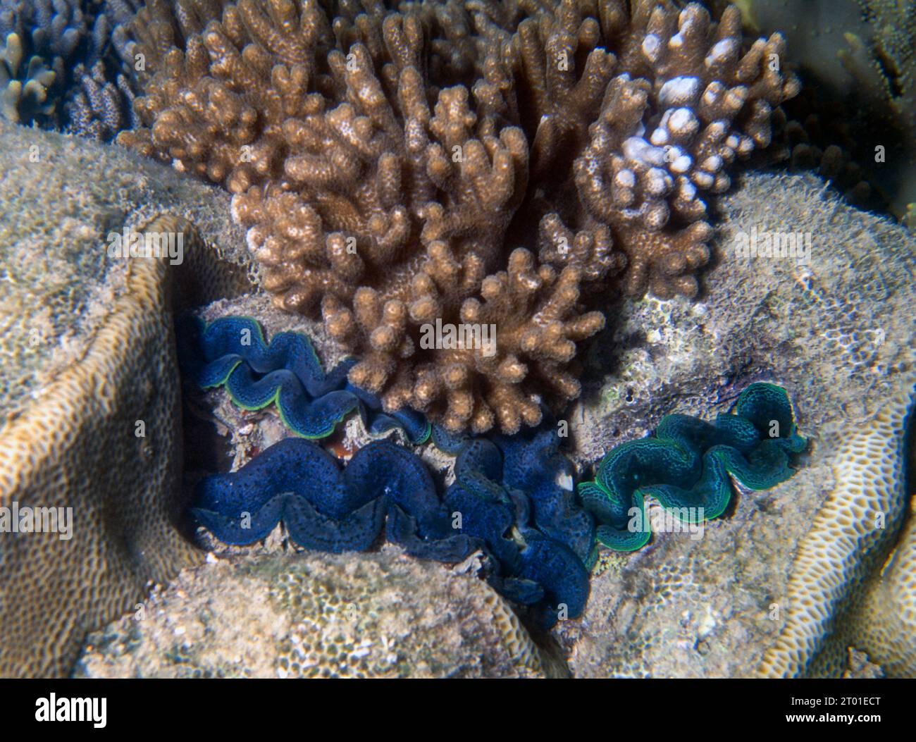 Boring clams (Tridacna crocea) buried in reef rock in front of a soft coral (Cladiella sp.). Photo from shallow water, Hook Island, Whitsunday Islands Stock Photo