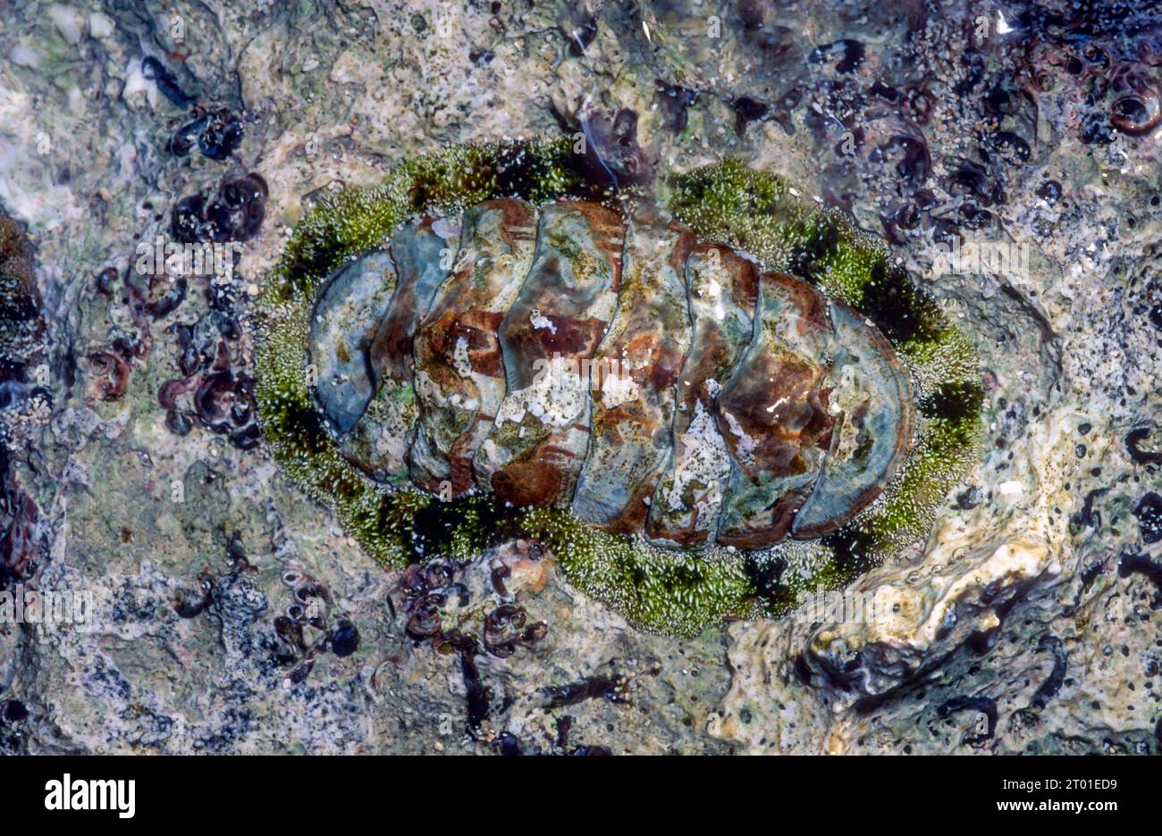 West Indian Fuzzy Chiton Acvanthopleura Grannulata From Puerto Rico west-indian-fuzzy-chiton-acvanthopleura-grannulata-from-puerto-rico