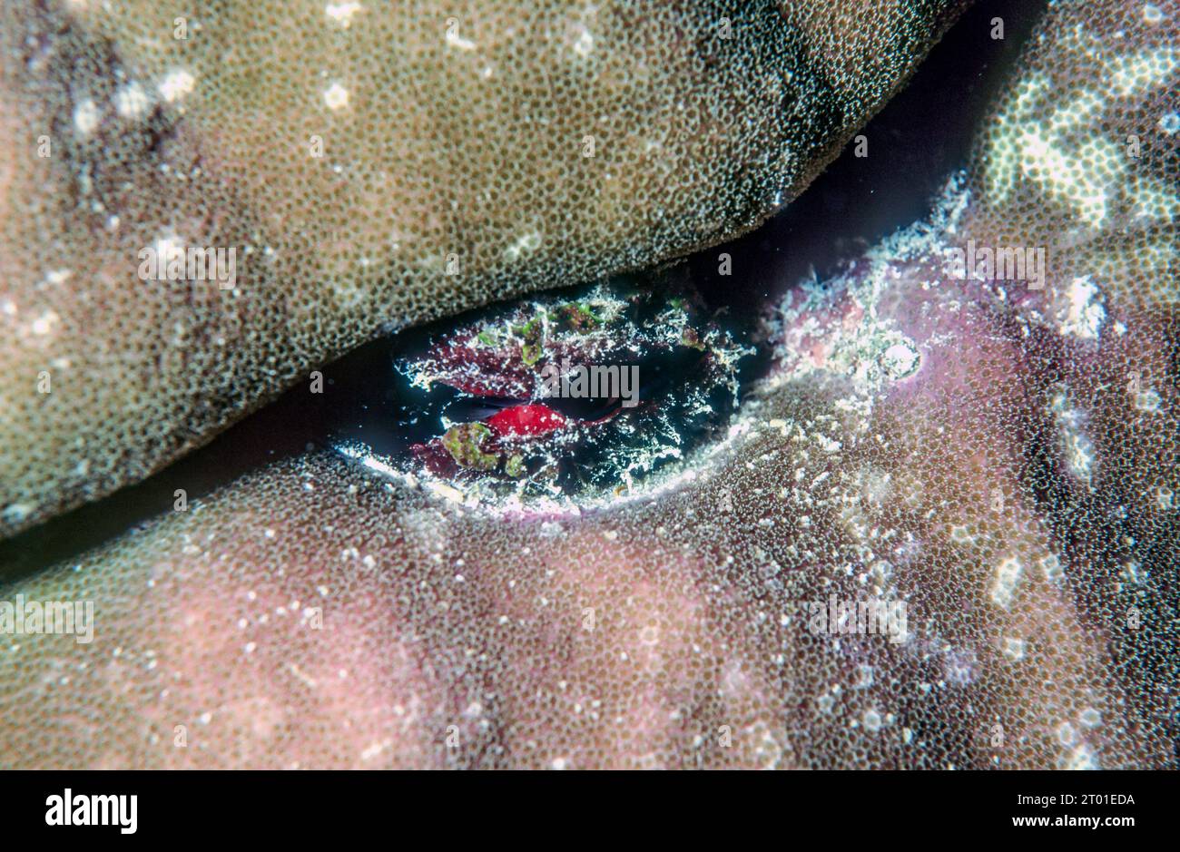 Boring clam (Arca ventricosa) has buried itself in a stony coral on a reef in the Maldives. Stock Photo