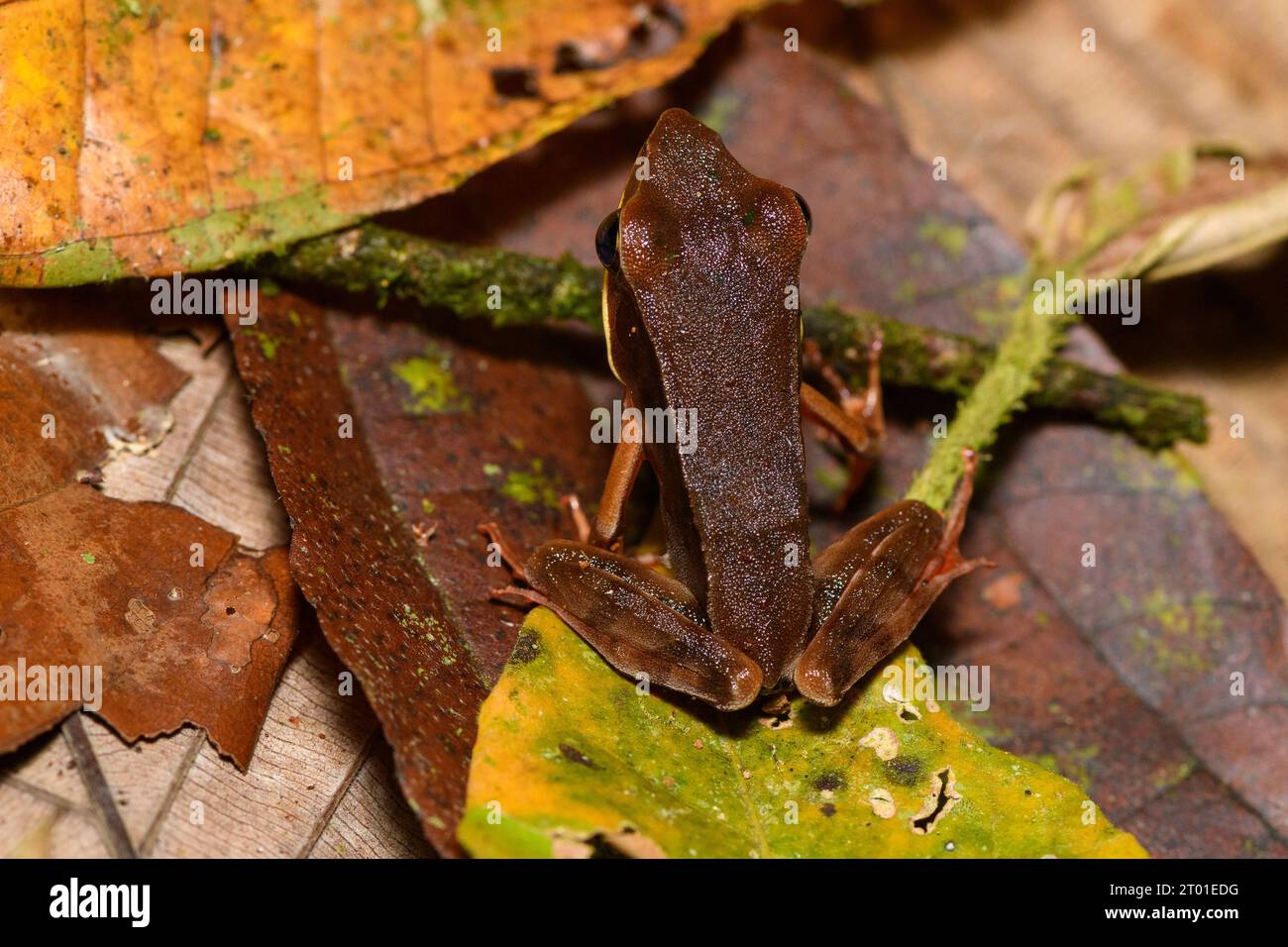Gonas Rana Warszewitschs frog hi-res stock photography and images - Alamy