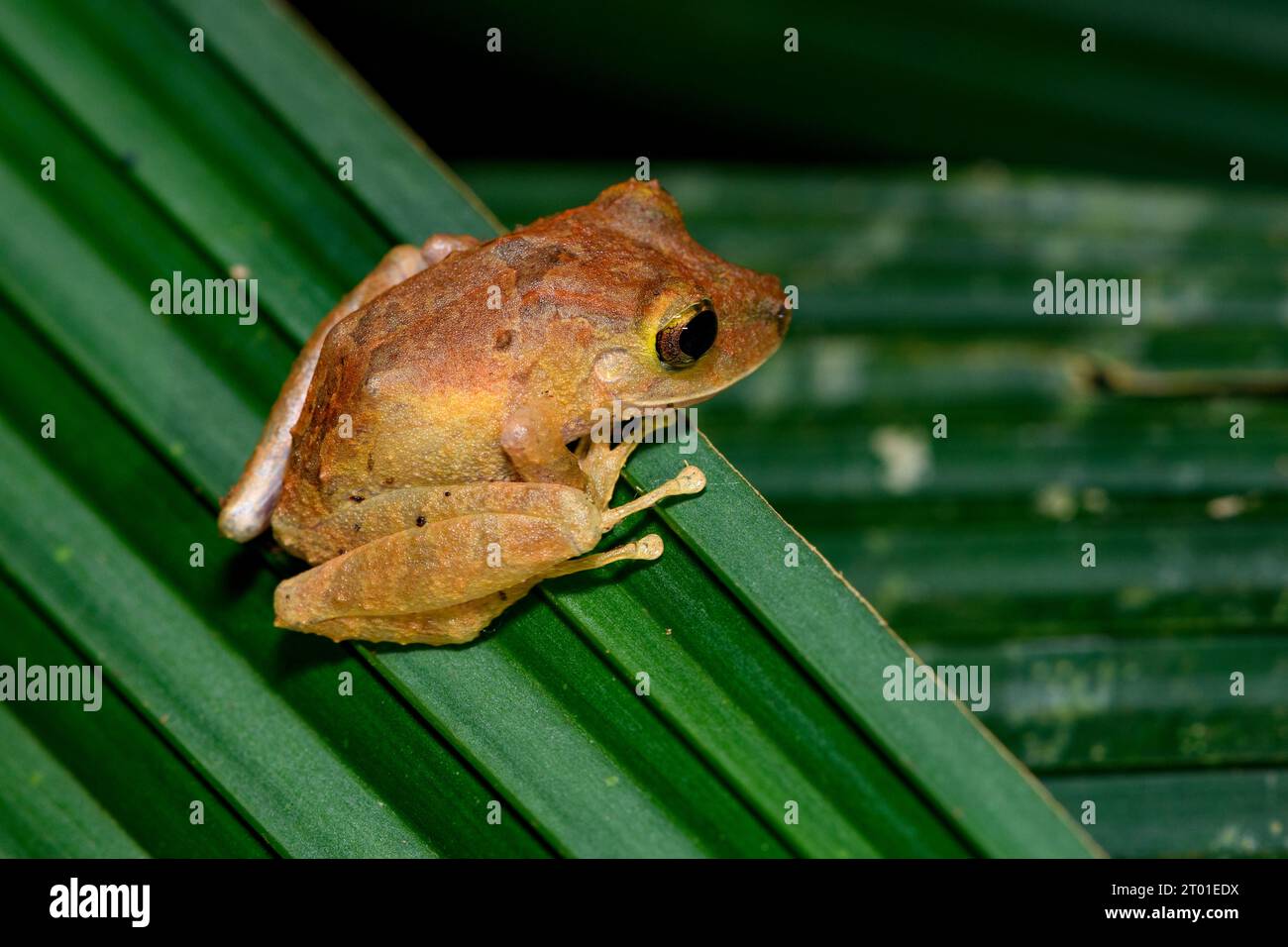 Pristamantis Ruidus Pristimantis ridens hi-res stock photography and images - Alamy