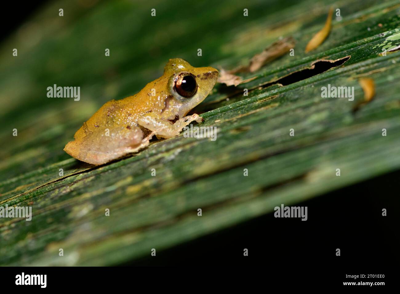 Pristamantis Ruidus Pristimantis ridens hi-res stock photography and images - Alamy