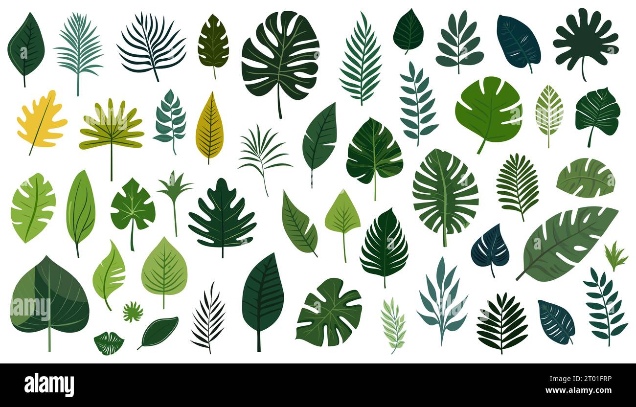 Collection of tropical leaves. Flat isolated elements on a white ...