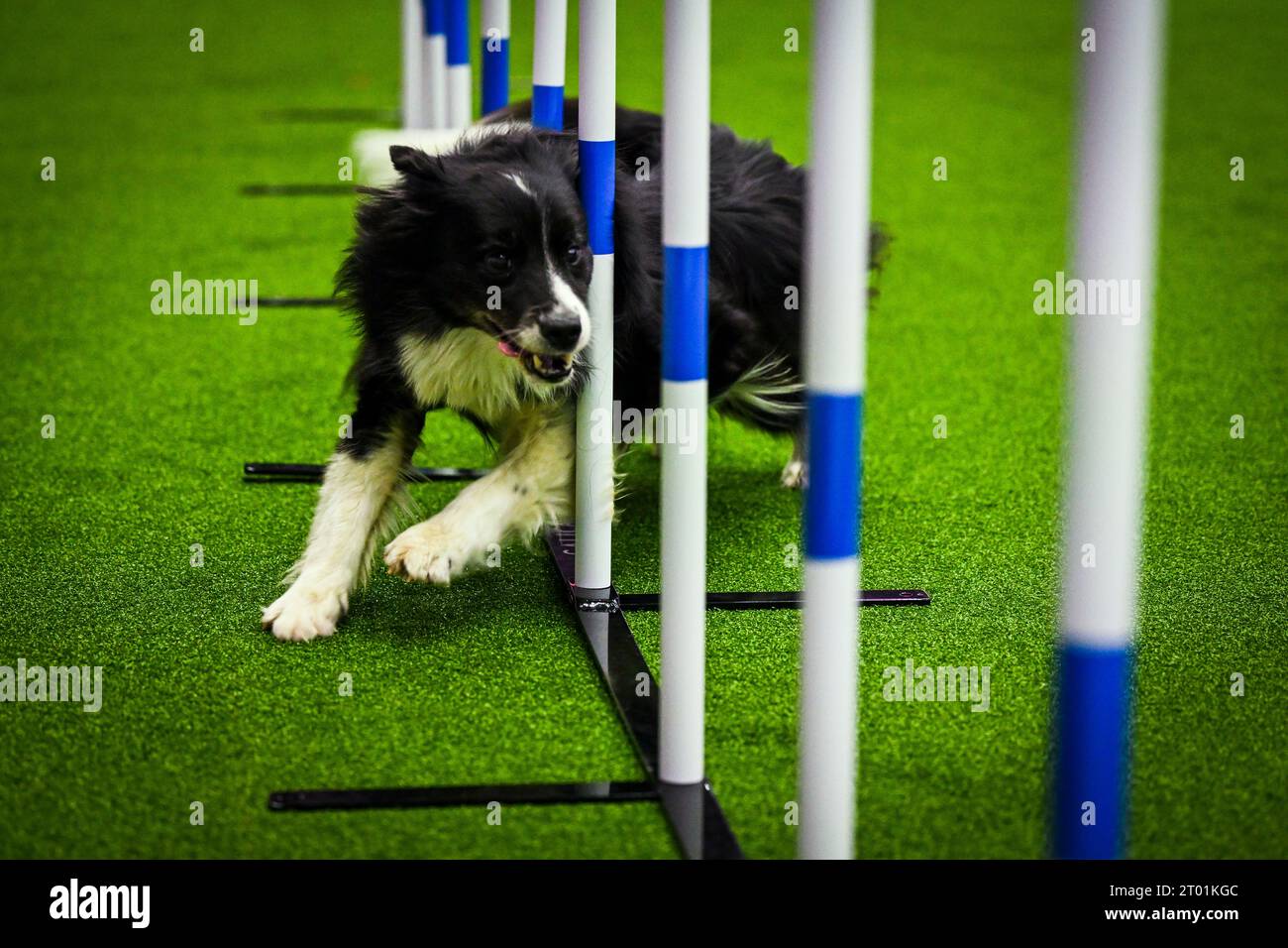 Seletiva para o FCI Agility World Championship 2023 – Brasil Agility