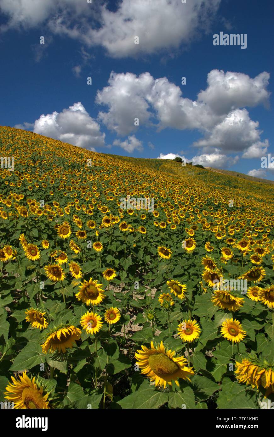 Bellissimo il girasole con confezione regalo Foto stock - Alamy